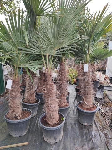 Trachycarpus fortunei : winterharde palmboom