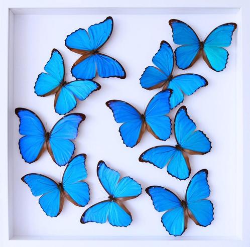 Splendide envol de 10 papillons Morpho Didius du Pérou 50x50, Collections, Collections Animaux, Neuf, Animal empaillé, Insecte