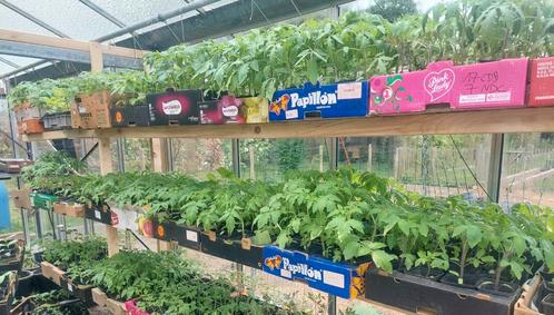 22 soorten tomaten biologisch, Tuin en Terras, Planten | Tuinplanten, Ophalen of Verzenden