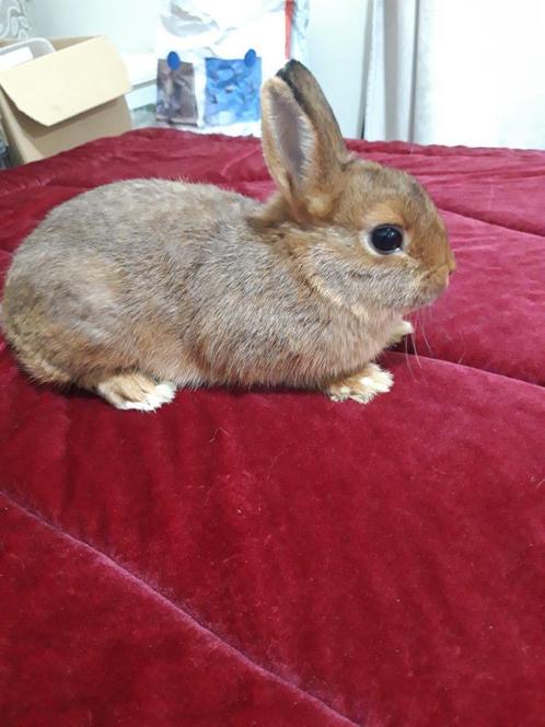 Petite lapin naine super mignonne, Animaux & Accessoires, Lapins, Nain, Femelle, 0 à 2 ans
