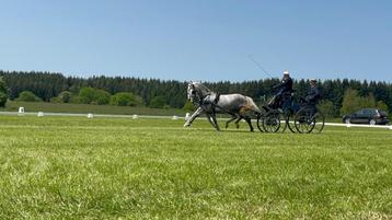 Menlessen en Training voor Aangespannen Paarden