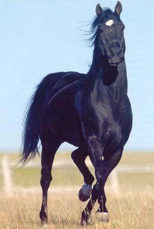 Recherche Etalon Quarter Horse Noir, Hobby & Loisirs créatifs, Hobby & Loisirs Autre