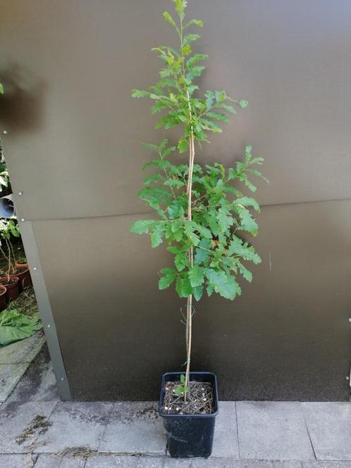 Quercus Cerrus, Turkse eik of Moseik in 10liter pot: 20€, Jardin & Terrasse, Plantes | Arbres, Autres espèces, 250 à 400 cm, Plein soleil