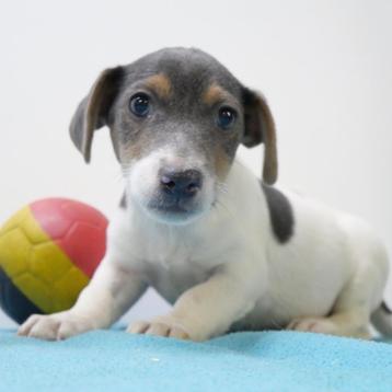 Jack Russell - Blauw tricolor - Belgische pup te koop