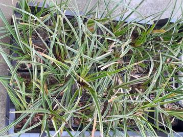 24 Carex Morrowii p9