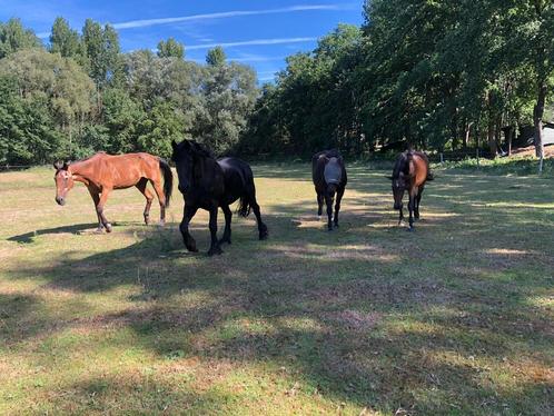 Weide te huur voor paarden te Keerbergen, Animaux & Accessoires, Box & Pâturages