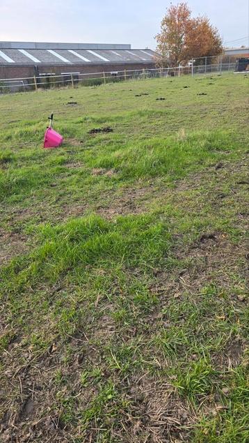 Gratis paardenmest afhalen ledegem