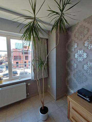 Plant gratis af te halen