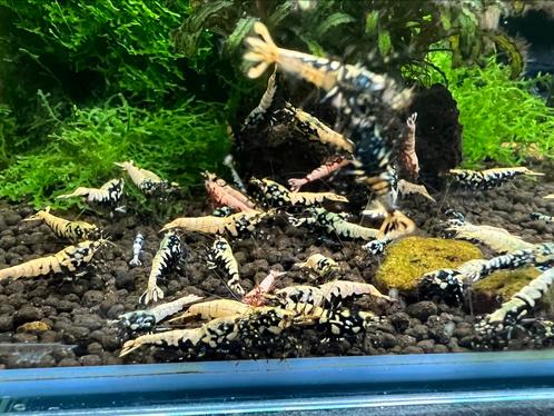 Boa crevettes, Animaux & Accessoires, Poissons | Poissons d'aquarium, Homard, Crabe ou Crevette