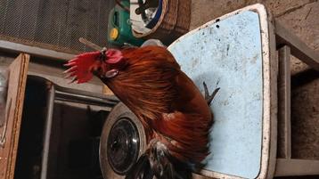 Haan zoekt nieuwe baasje