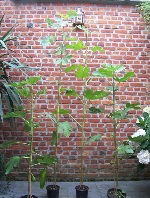 Vijgenboom geschikt voor Belgisch klimaat, Jardin & Terrasse, Plantes | Arbres fruitiers, Figuier, 100 à 250 cm, Plein soleil