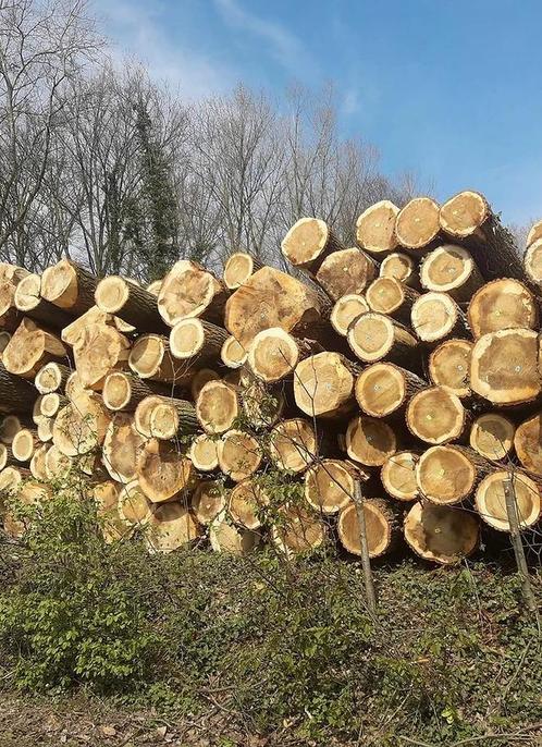 Stamhout wilg en populier voor brandhout, Jardin & Terrasse, Bois de chauffage, Autres essences de bois, 6 m³ ou plus, Enlèvement ou Envoi