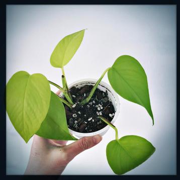 Epipremnum neon (Golden pothos) (2)