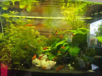 Gratis vissen: platy's