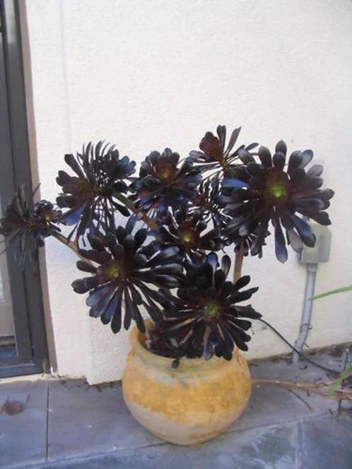 Mooie zwartzkof stek kamerplant vetplant, Maison & Meubles, Plantes d'intérieur, Plante succulente, Moins de 100 cm, Plante verte