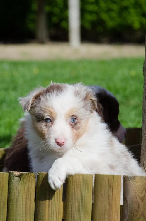 Border collie pups geboren op boerderij, Animaux & Accessoires, Chiens | Bergers & Bouviers, Plusieurs animaux, Colley, Particulier