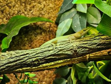 Anolis allisoni/grahami