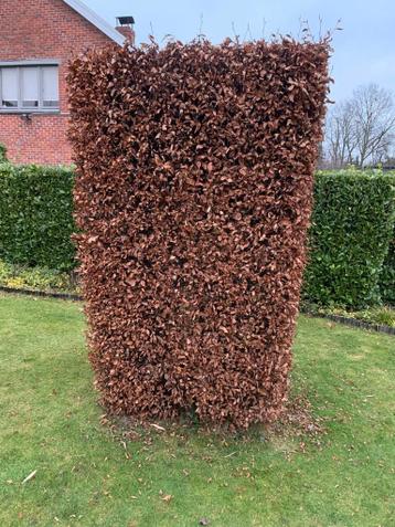 Beukenhaag 2m40, 27stuks. Gratis; mits zelf uit te graven.