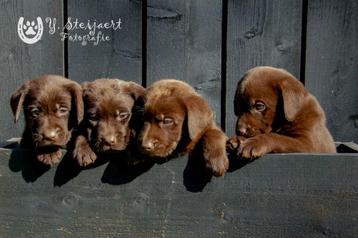 labrador pups, beide ouders zijn hier aanwezig