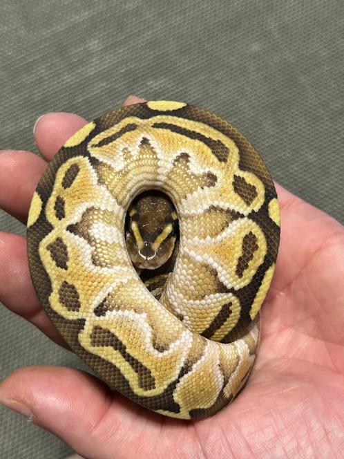 Ball python1.0 Enchi fire butter DH 50% axanthic TSK laven, Animaux & Accessoires, Reptiles & Amphibiens, Serpent, 0 à 2 ans, Domestique