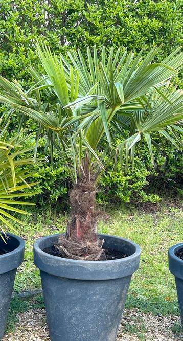 Palmboom Trachycarpus fortunei wintervast