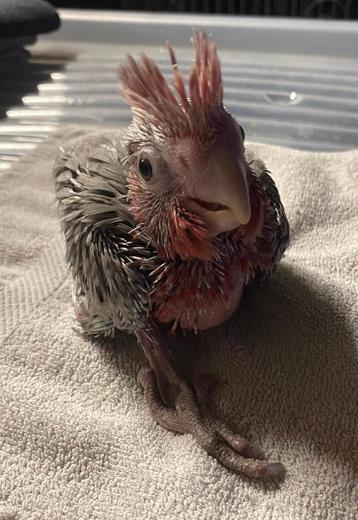 Tame Baby Rose Cockatoo 5 semaines 