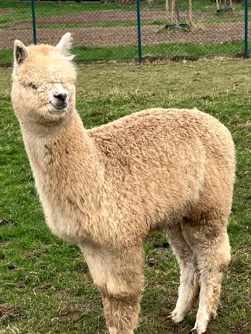 alpaca hengstje geboren juni 2023, Animaux & Accessoires, Animaux Autre, Mâle