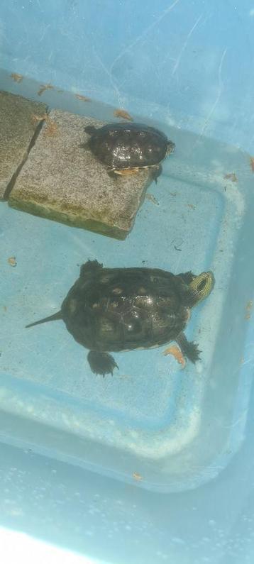 2 waterschildpadden 