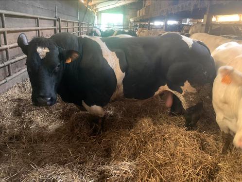 Dekstier Jeroom x Courtois, Animaux & Accessoires, Bovins, Mâle, 3 à 6 ans