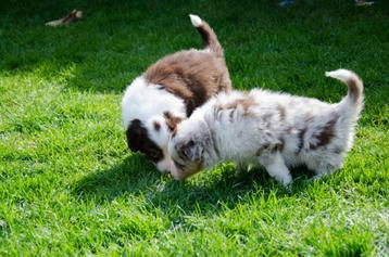 Border collie pups geboren op boerderij