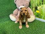 Nestjes van Engelse Cocker Spaniel pups - kleur Roodbruin