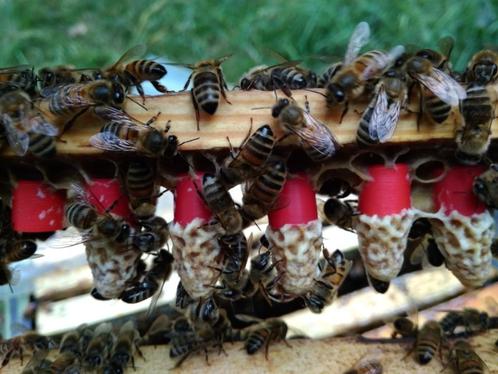 Insémination artificielle des abeilles et des reines, Animaux & Accessoires, Insectes & Araignées, Abeilles