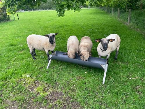 Hampshire  Down schapen, Dieren en Toebehoren, Schapen, Geiten en Varkens, Schaap, Meerdere dieren, 0 tot 2 jaar
