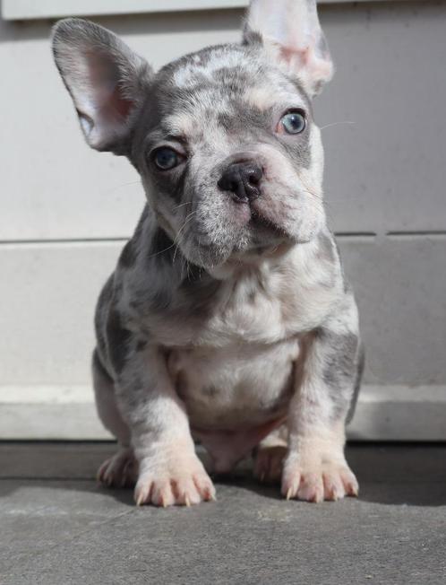 Zeer Mooi Lilac Merle Tan Frans Bulldog Reutje, 11 weekjes, Dieren en Toebehoren, Honden | Bulldogs, Pinschers en Molossers, Reu