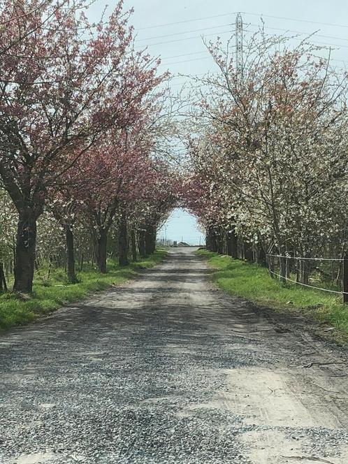 L ecurie du boskail à pieton, Dieren en Toebehoren, Stalling en Weidegang