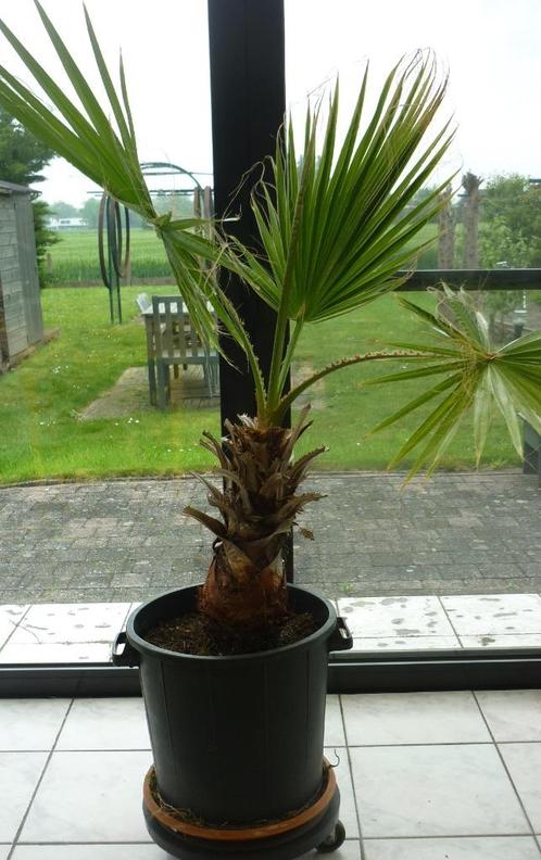 Palmboom 1 terras pot, Tuin en Terras, Planten | Tuinplanten, Vaste plant, Overige soorten, Volle zon, Bloeit niet, Ophalen