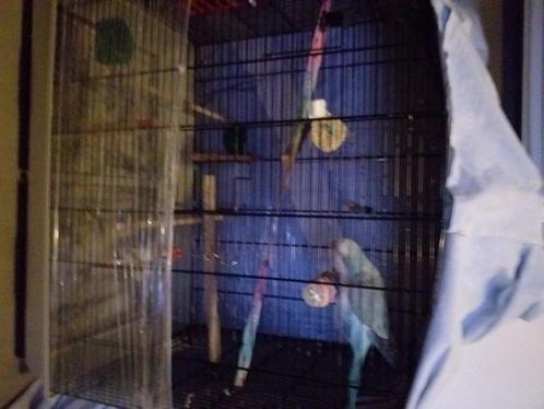 Conure souris bleu aprivoisé  avec sa cage, Animaux & Accessoires, Oiseaux | Perruches & Perroquets, Perruche, Sexe inconnu, Parleur