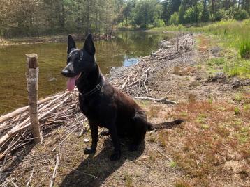 Mechelaar (Kes) zoekt nieuwe baas.