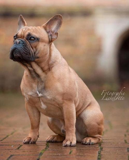 Franse bulldog dekreu met FCI Stamboom, Dieren en Toebehoren, Honden | Bulldogs, Pinschers en Molossers, Reu, Bulldog, Fokker | Hobbymatig