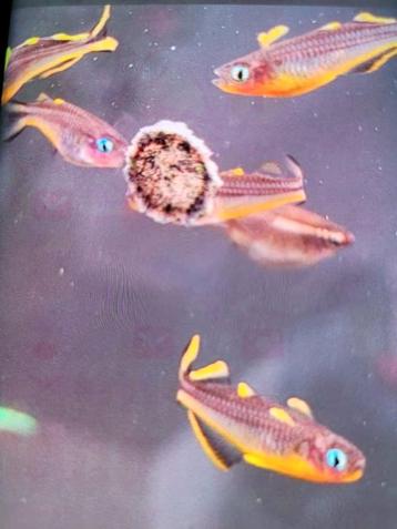 Hobbyaquarium  Pseudomugil Furcatus AANBIEDING 