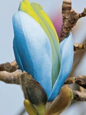 Magnolia acuminata Blue Opal/ zeldzame blauwe soort 125/150‼, Jardin & Terrasse, Plantes | Arbres, Arbre à bulbes, 250 à 400 cm