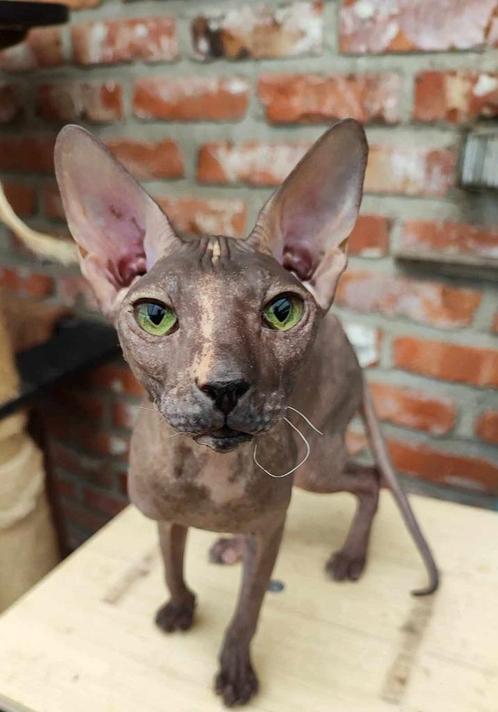 Donskoy / Don Sphynx poes Rhiona met Stamboom, Animaux & Accessoires, Chats & Chatons | Chats de race | Poil ras, Chatte ou Chat