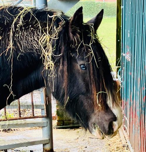 Mooie, brave Irisch Cob x Friese ruin, Dieren en Toebehoren, Paarden, Ruin, B, Minder dan 160 cm, 7 tot 10 jaar, Recreatiepaard