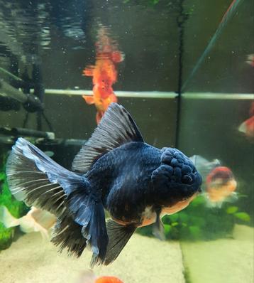 HQ Oranda (zie beschrijving!)