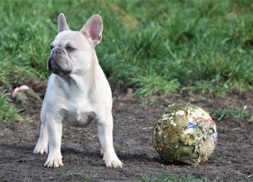 herplaatsing Mooie Franse Bulldog Reu  -NIET GRATIS!-, Dieren en Toebehoren, Honden | Bulldogs, Pinschers en Molossers, Reu, Bulldog