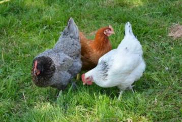 Poules pondeuses de 6 mois