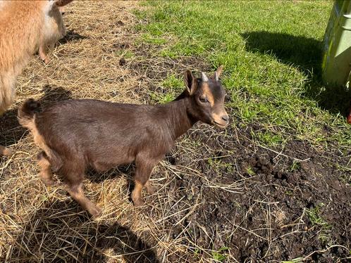 3 bokjes, Animaux & Accessoires, Moutons, Chèvres & Cochons, Chèvre, Mâle, 0 à 2 ans