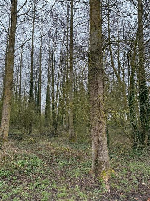 À venir récupérer et couper faire offre pas devis, Jardin & Terrasse, Bois de chauffage, Troncs d'arbres, Autres essences de bois