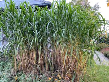 Reuzeriet / Miscanthus giganteus / Olifantengras