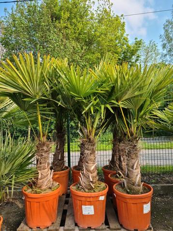 Palmboom Trachycarpus Fortune i- winterharde palmbomen 